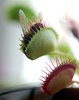 The Venus Flytrap 4: The Venus Flytrap, Dionaea muscipula, is a carnivorous plant that catches and digests animal preyâ��mostly insects and arachnids. Its trapping structure is formed by the terminal portion of each of the plant's leaves and is triggered by tiny hairs on