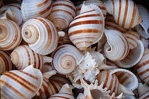 Sea shells texture 3: Lot of sea shells
