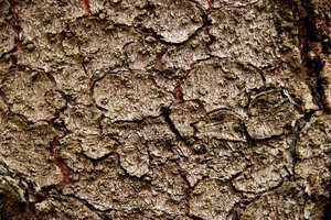 Bark texture 1: Bark is the outermost layers of stems and roots of woody plants