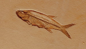 Fossil fish: Fossils are the preserved remains or traces of animals, plants, and other organisms from the remote past. The totality of fossils, both discovered and undiscovered, and their placement in fossiliferous (fossil-containing) rock formations and sedimentary l
