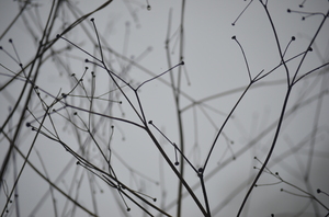 Dry plant silhouette: A silhouette of a wild plant in the winter fog, devoid of leaves and flowers.