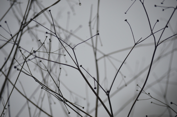 Dry plant silhouette: A silhouette of a wild plant in the winter fog, devoid of leaves and flowers.