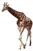 Giraffe: no description