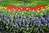 Blumen von Holland: 