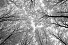 Deep Forest: A dense forest photographed in IR Camera