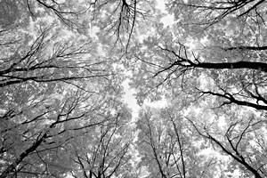Deep Forest: A dense forest photographed in IR Camera