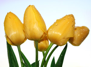 tulipanes amarillos 1: 