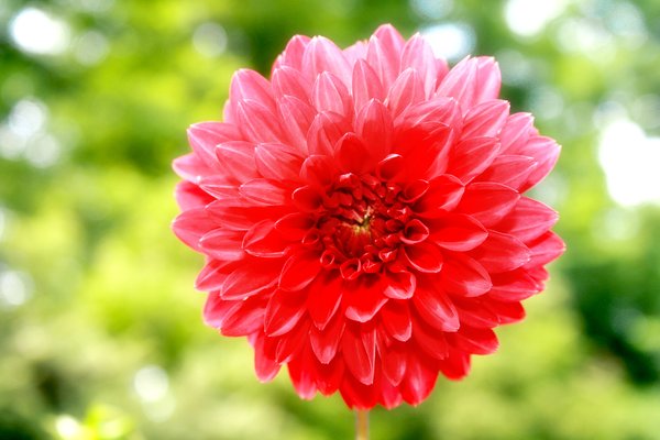 red flower: No description