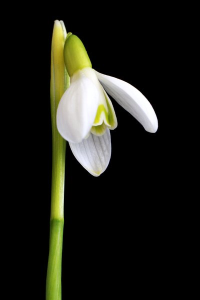 snowdrop: spring flower