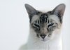 cleopatra ( cat ): perfect siam cat