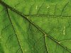 leaf: green leaf detail