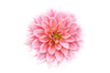 Flower: Pink flower