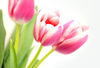 flowers: pink tulips