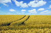 Yellow fields: Field in Germany