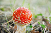 Autumn: Nice mushroom in the woods