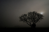Tree: Lonely tree in a misty atmosphere