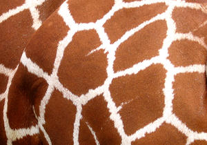 giraffe: 
