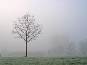 dutch winter: a gray and foggy day. That's our winter in Holland