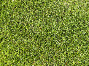 grass 1: green grass