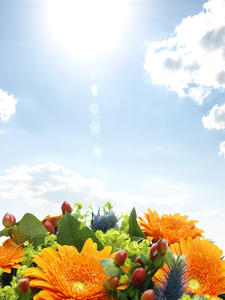flowers: orange flowers in bright sun light