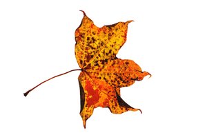 leaf: autumn leaf
