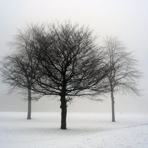 winter: misty winter trees