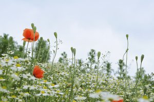 field: wild flowers
