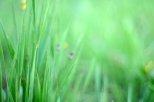 Grass: green summer grass
