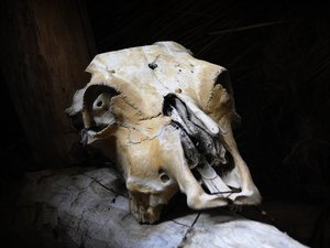 Skull: An old animal skull. Maybe a horse