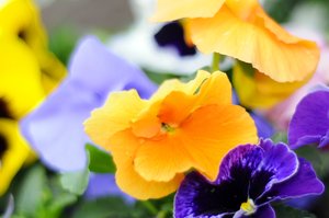 flowers: colorful spring flowers