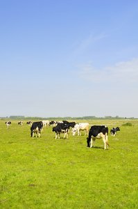 Dutch landscape: Dutch landscape with cows