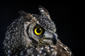 owl4: owl with yellow eye