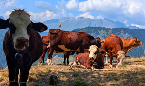 Cows: Cows in Apline landscape