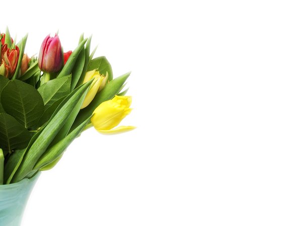 tulip: Dutch tulips