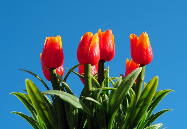 tulips: red tulips in blue sky