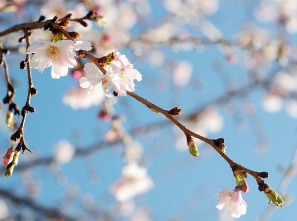 blossoms: spring blossoms