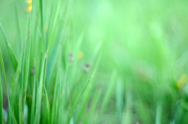 Grass: green summer grass