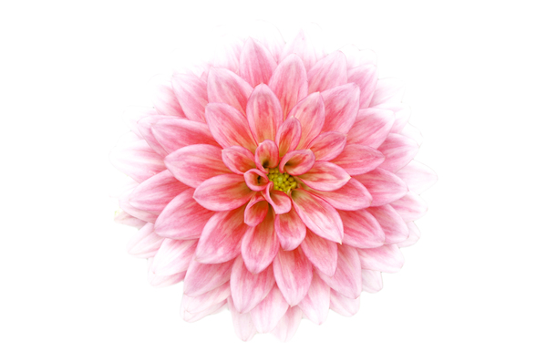Flower: Pink flower