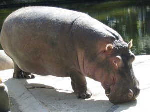Nijlpaard: 