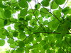 Dogwood Silhouette: looking up through a canopy of dogwood leaves