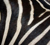zebra: equus zebra