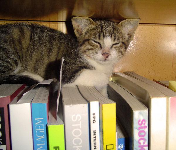boek kat: 