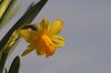 Daffodils: Daffodils against a hazy light blue skye