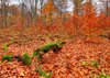 Autumn forest - HDR: No description