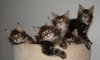 Kittens 1: 
