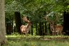 Deers in the glade: Deers in a glade in a autumn forest