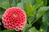 Dahlia: A member of the flower famely Dahlia.