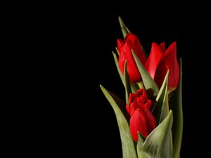 Tulipanes rojos: 