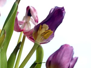 Dying tulips: No description