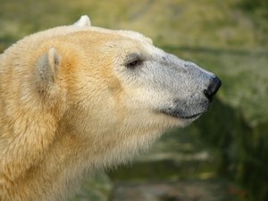 Polar bear: Polar bear in different situations.
